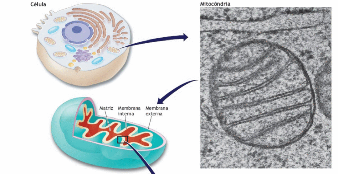 Biogênese Mitocondrial | Como é?